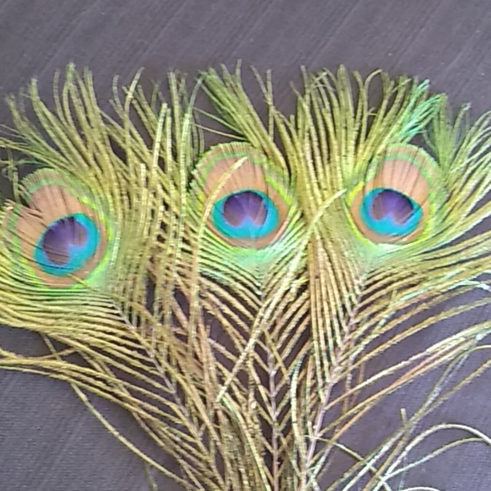 Peacock feathers 3/$10